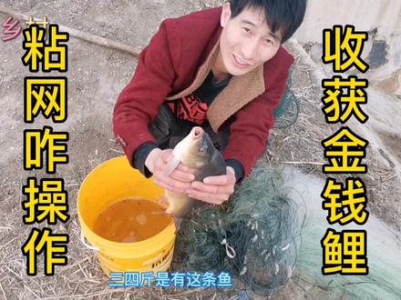 小伙如何不下水不用船,一个人野河放粘网,网尾捕获大金钱鲤鱼
