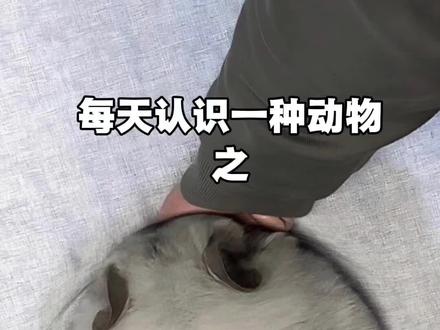 这是一只宠物龙猫,你想养一只吗?#动物科普 #宠物 #萌宠