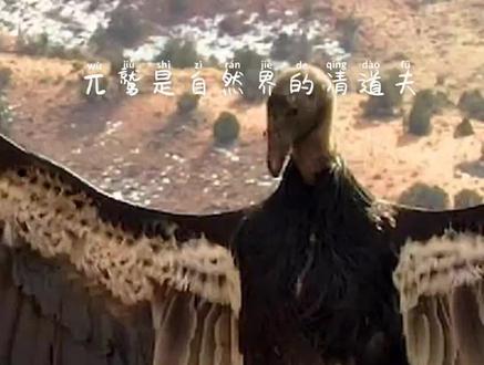 兀鹫 为减少自然界中疾病的传播,做出了卓越的贡献#高清60帧 @DOU+小助手
