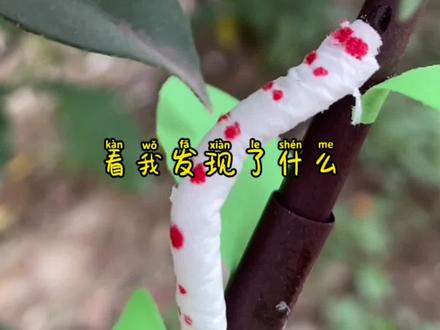 动感小虫子🐛来啦~#毛毛虫 #手工diy #手工卡纸 #手工教程 @DOU+小助手