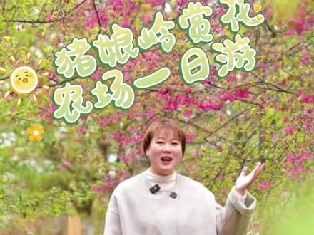 一年一度的猪娘岭赏樱花季快到了,这条赏花➕农场一日游路线,闭眼冲,拍美照,吃美食,一条龙玩到位~