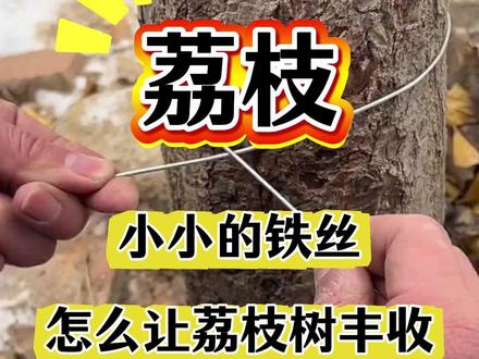#荔枝种植#荔枝种植管理#果园管理#荔枝