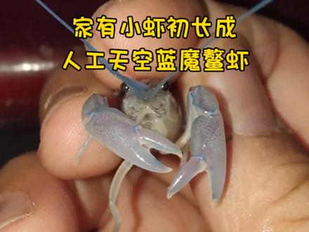 人工天空蓝魔螯虾,家有小虾初长成 #鳌虾 #螯虾 #观赏虾 #人工天空蓝魔虾 #火山破坏者鳌虾 #鳌虾繁殖 #水族 #异宠 #我要做爆款