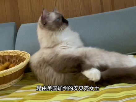 重点色布偶不是布偶和暹罗的串!#评论区看看你们的猫 #布偶猫