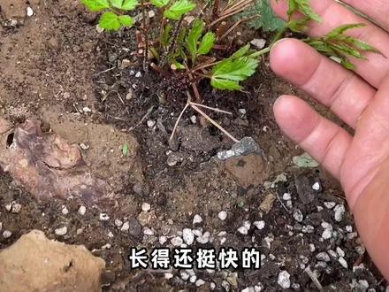 家里的花快养死了怎么办?用这个HB101活力素,就能救活它#养花 #园艺技巧