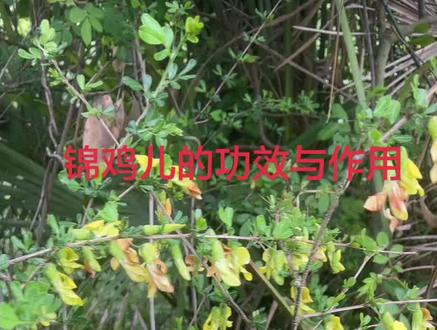 锦鸡儿花的功效与作用锦鸡儿花(又称金雀花)在传统医学中具有多种功效与作用,以下是其主要信息:
祛风活血可缓解风湿性关节炎、跌打损伤、痛经等病症,帮助改善肢体酸胀、疼痛症状,促进血液循环,减轻关节疼痛和肿胀。
止咳化痰对肺虚咳嗽、虚劳咳嗽等有调理作用,能缓解咳嗽、咳痰症状,尤其适用于体质虚弱导致的咳嗽。
健脾益肾有助于改善脾胃功能,缓解气虚、腰膝酸软、头晕耳鸣等症状,对肾虚引起的身体乏力、精神不振等也有一定调理作用。
解毒透疹在传统用法中,可用于痘疹透发不畅等情况,帮助促进痘疹的透发和恢复。
需注意,锦鸡儿花虽有药用价值,但使用时需遵循专业医生指导,避免自行用药。此外,脾胃湿阻、实证、热证者应慎用,且忌生冷及酸味饮食。