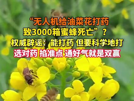 “无人机给油菜花打药
致3000箱蜜蜂死亡”?
权威辟谣:能打药 但要科学地打
选对药 掐准点 通好气就是双赢