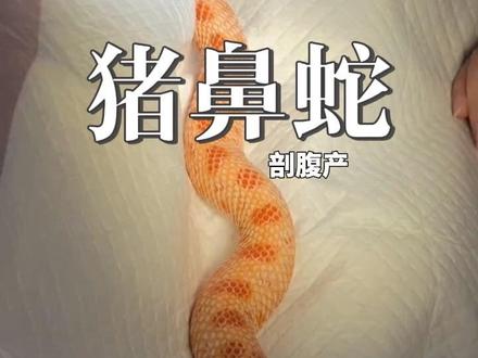 猪鼻蛇难产剖腹产#猪鼻蛇 #长沙爬宠 #异宠 #宠物医院