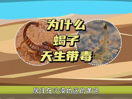 注意,这种颜色的蝎子有剧毒,遇见千万别碰#亲子 #动画 #育儿 #科普 #蜈蚣