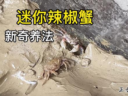 迷你辣椒蟹怎么养更符合他的生态环境?会挖洞的辣椒蟹才有趣好玩