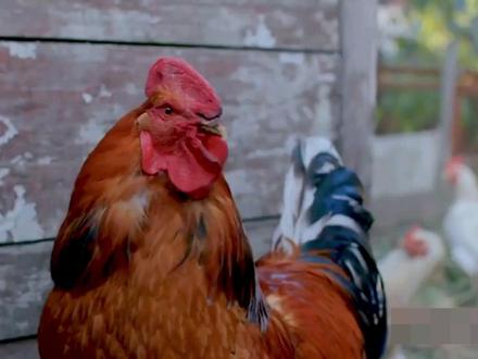 惊人的!大公鸡使用成熟的踢来完成反杀老鹰以保护小鸡。 #母鸡 #母鸡下蛋 #鸡 #土鸡咯咯 #公鸡 #走地鸡