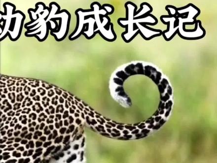 已经成年还依赖母亲的花豹,因母亲的受伤而变成熟#纪录片 #动物世界 #花豹