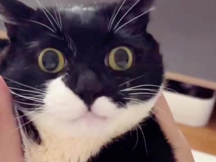 萌萌可爱的奶牛猫,其实生病了,爱真的能治愈一切🥺🥺#治愈 #人与动物和谐共处 #猫咪