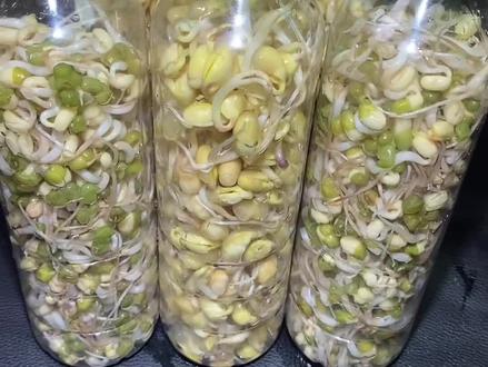 矿泉水瓶不要扔 ,拿来种豆芽非常方便#生豆芽#自己种的纯天然的绿色蔬菜 #种植 #种植小技巧 #种植的乐趣