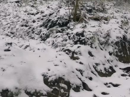 前锋四方山下雪啦!快相约去看雪吧~