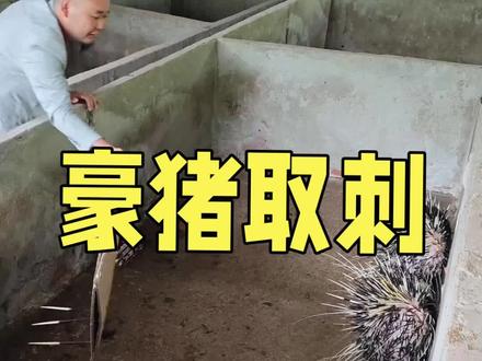 现实版的“草船借箭”?智取豪猪刺#我的乡村生活 #三农