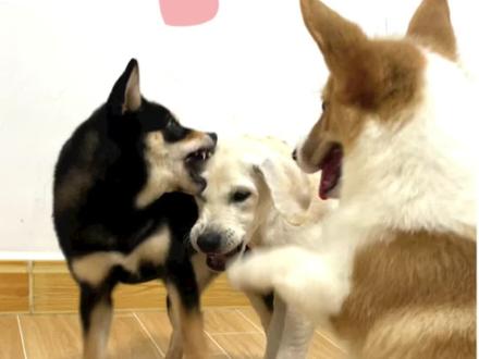 幼犬太兴奋,一招解决变平静 #科学养宠攻略 #训犬 #幼犬