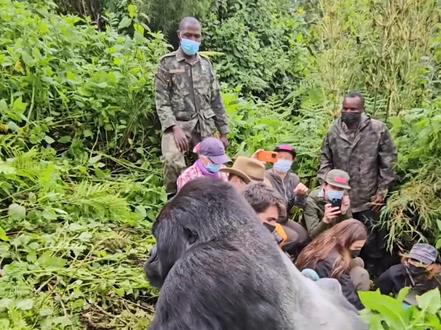 大猩猩和人类单挑,你猜谁会赢?#动物科普 #大猩猩 #动物解说