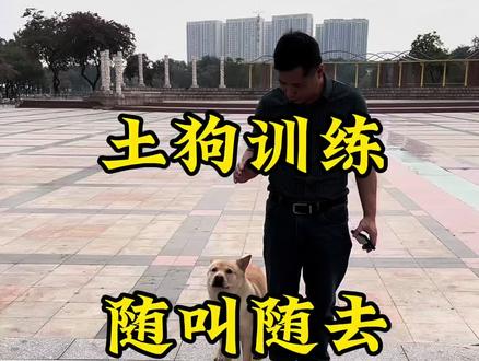 训犬有个科目叫(随叫随到)大家都知道,更具含金量的(随叫随去),大家就少见#训犬 #宠物训练 #训犬师 #田园犬 #大黄狗