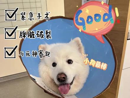 狗狗脾脏肿物破裂!血腹大出血,与死神赛跑 主人发现最近爱犬精神不佳,送去附近医院做检查怀疑是脾脏破裂,送来我院手术。我院经诊断后确认为脾脏肿物破裂,腹腔出血。由于动物体型较大,出血量无法控制,多耽误一秒,生命就多一分危险。我院立即进行紧急手术,并预先准备好了血袋,以防出血量过大需要输血。由我院技术院长李越鹏大夫主刀,手术于凌晨结束,家长也深深牵挂自己的毛孩子,一直在等待手术结果。
好在所有的意外最后都变成了有惊无险,九儿目前在住院部24小时的悉心照料下,一天天恢复得很好,重新变成了原先那个懂礼貌的绅士小狗。得益于家长的细心,毛孩子的争气,四叶草所有医护人员的专业配合,才让这次幸运来得这么及时。
最后还是提醒各位家长要定期给宠物体检,才能提前发现宠物身体各种情况,做好应对措施~
#杭州四叶草动物医院
#四叶草动物医院 #宠物医院的那些事 #萨摩耶宝宝 #脾脏破裂 #与死神赛跑
