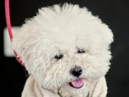 比熊一洗完澡就在地上打滚,原因是这几点!#比熊犬 #狗狗洗澡 ##你在抖音搜什么 #萌宠出道计划 #萌宠日常记录