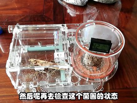 【饲养记录】03 白蚁入手