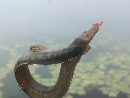 带你认识不同的鳅鱼…#鳅鱼 #泥鳅 #钢鳅 #刺鳅