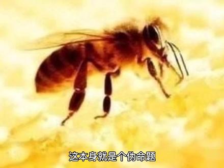 长期食用蜂胶,真的可以降血糖?