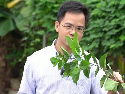 经霜之后的桑叶是个宝,一吃饭就满头大汗,动一动也出汗,秋天口干舌燥的家人们,这条视频一定要看完。#涨知识 #生活 #逆袭