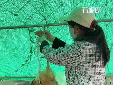 抱窝的老母鸡太气人了,啄壳自己孵化的鸡蛋又来啄小鸡,菜园最早熟的大蒜可以采收了#种菜养鸡#田园生活