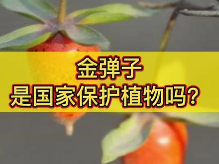 很多朋友私信问,金弹子是不是国家保护植物#金弹子 @DOU+小助手