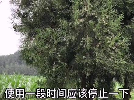 你晚上睡不着了吗?#创作灵感 #野生草药