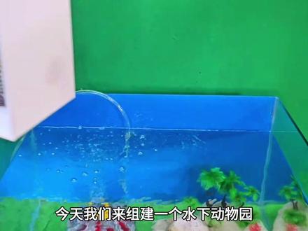 认识罗汉鱼、清道夫 #观赏鱼