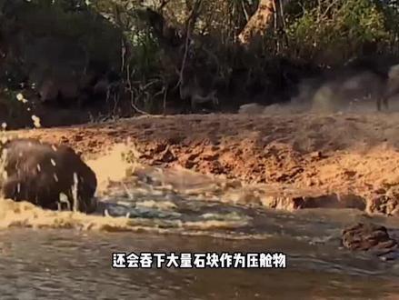 咬合力最强的动物,一口能把钢板咬穿,你知道是哪种动物吗?#咬合力 #咬合力最强的十大动物 #鳄鱼