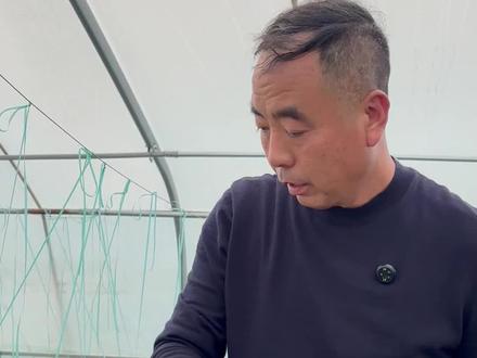 抗病性 商品性好的品种#三农 #辣椒种子 #高产螺丝椒