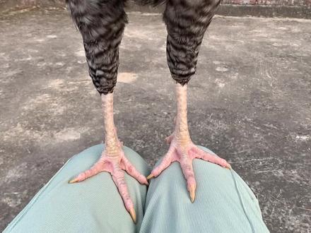 大公鸡也能上手,驯鸟技术日益精进 #奇妙的动物 #农村生活 #万物皆有灵性 #芦花鸡 #抓鸡高手 #动物的迷惑行为 #动物搞笑视频 #动物 #宠物鸡 #萌宠