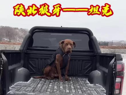 致敬“陕北狼牙 公益护农”牺牲的团队“定海神针”坦克🙏🏻愿汪星幸福❤️