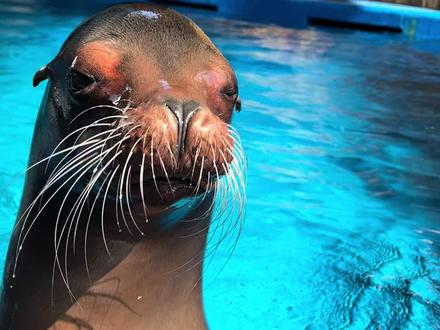 瑞吉:Wink这件事好久不做了 #海狮 #海豹#神奇动物在抖音#萌宠