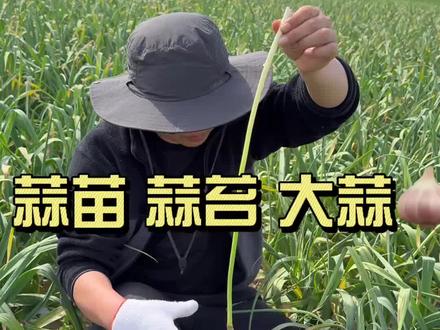 蒜苔是大蒜的头发,不是草!!!#新农人#蒜苔 #抖音助农扶农