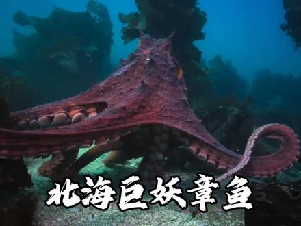 传说中的太平洋巨型章鱼,一次性能够生产十万枚卵,#涨知识 #动物世界#纪录片