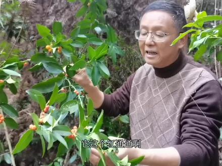 大山深处发现国家二级保护植物野生金橘,果子红彤彤的非常红火喜庆,吃了喉咙清爽舒适,消痰化气润喉的野果!