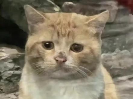 咪的世界一直在下雨咪处理不好。。