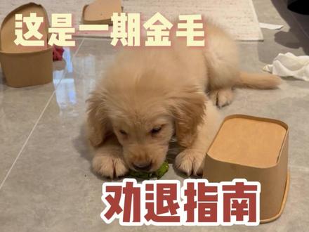 这是一期金毛劝退指南 #金毛 #萌宠出道计划 #萌宠日常记录