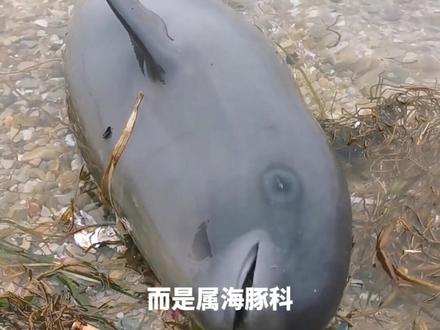 #新农人计划 #创作者扶持计划 #࿆我要上热门✦ 之前发布江豚引起广大网友热议,查阅相关资料,江豚不只是保护动物,而且母爱极其伟大。