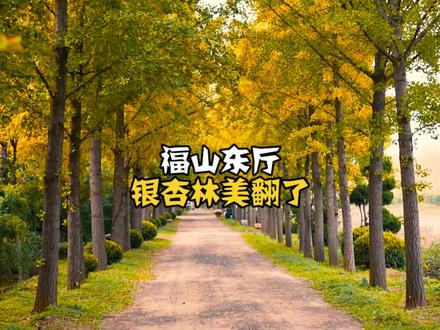 东厅银杏林再过一周左右可以去打卡了#烟台 #银杏林