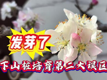 发芽了怎么浇水,下山桩培育第二大误区 #下山桩培育误区 #养护误区 #下山桩发芽后养护 #下山桩发芽后浇水 #下山桩成活的标志