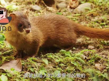 “一物降一物”:黄鼠狼的天敌是什么?说出来你别不信@抖音青少年#科普知识#萌知计划#万物皆有灵性#动物#黄鼠狼
