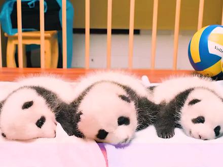 熊猫宝宝从圈养到放回野外的全过程#保护动物 #熊猫