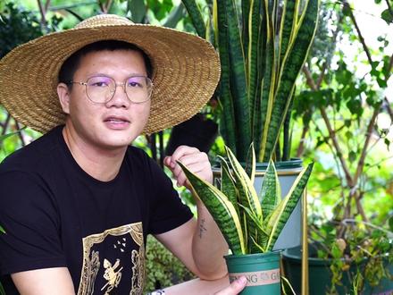 适合摆放在卧室的植物#虎皮兰 ,夜间能释放氧气,有助于睡眠#室内绿植 #卧室 #助睡眠