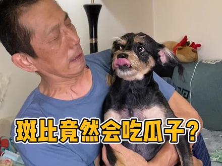 我爸看球磕瓜子,狗狗在旁边竟然也学会了磕瓜子... #狗 #磕瓜子 #萌宠出道计划